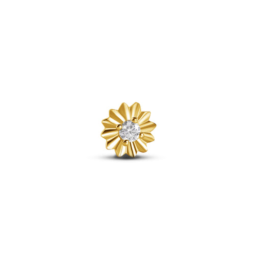 Gazania